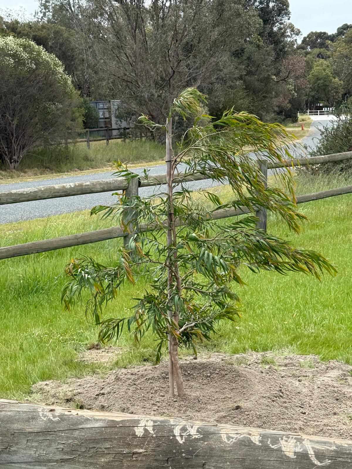 Tree planting project