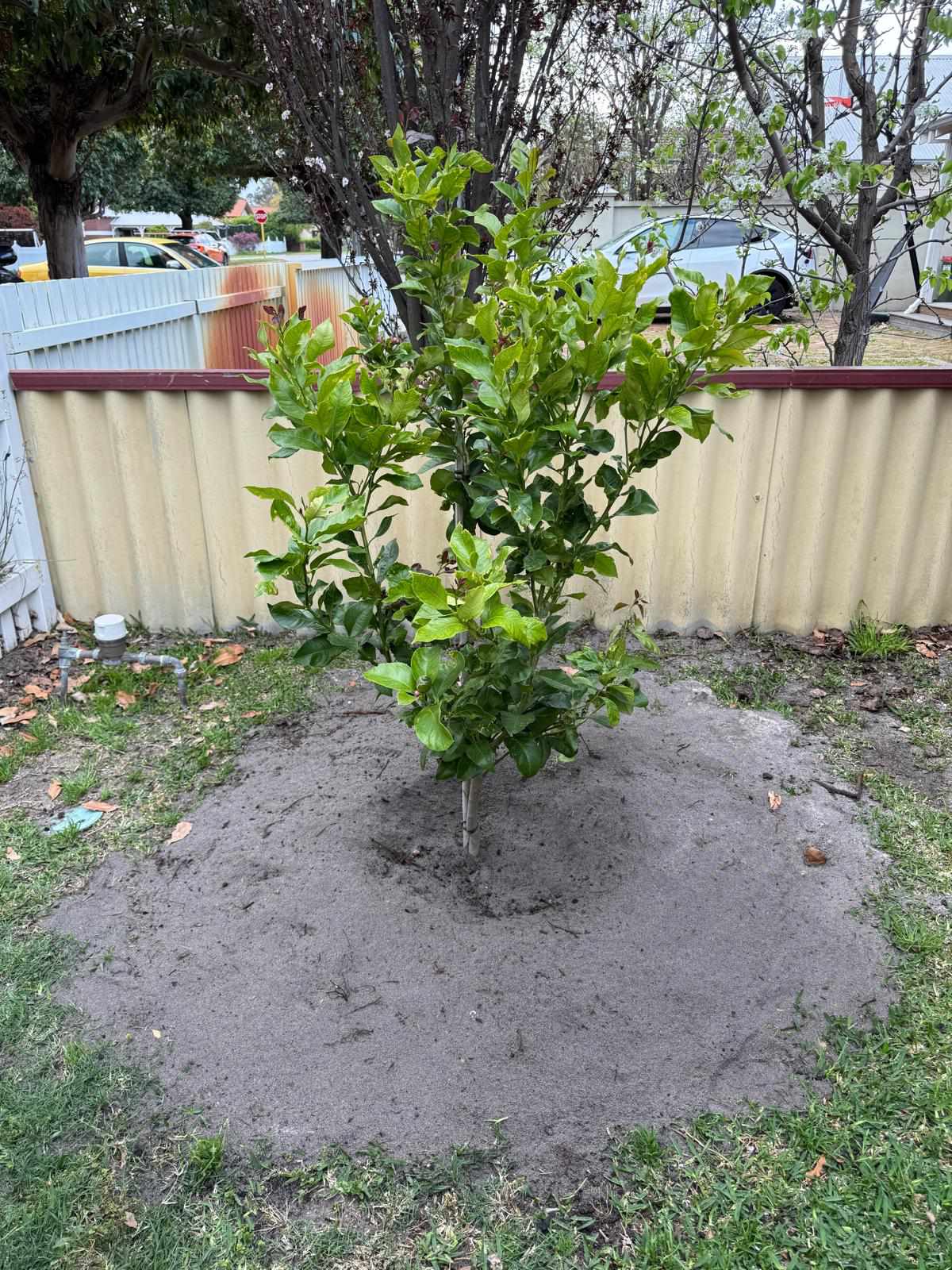 Tree planting project