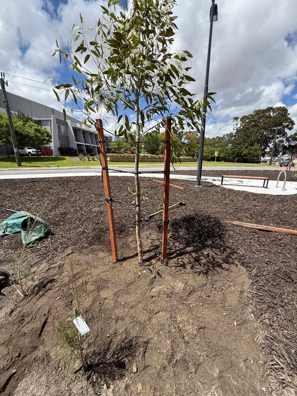 Tree planting project