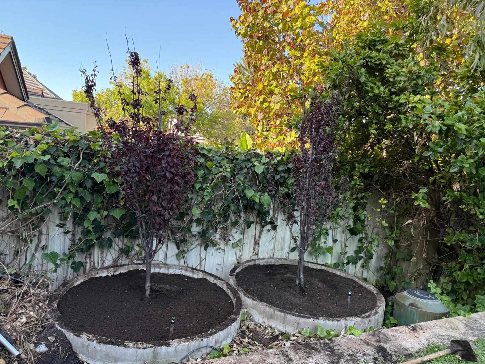 Tree planting project