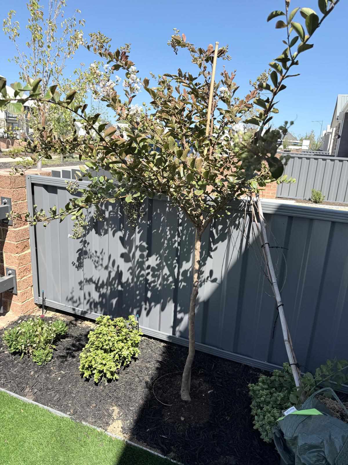 Tree planting project
