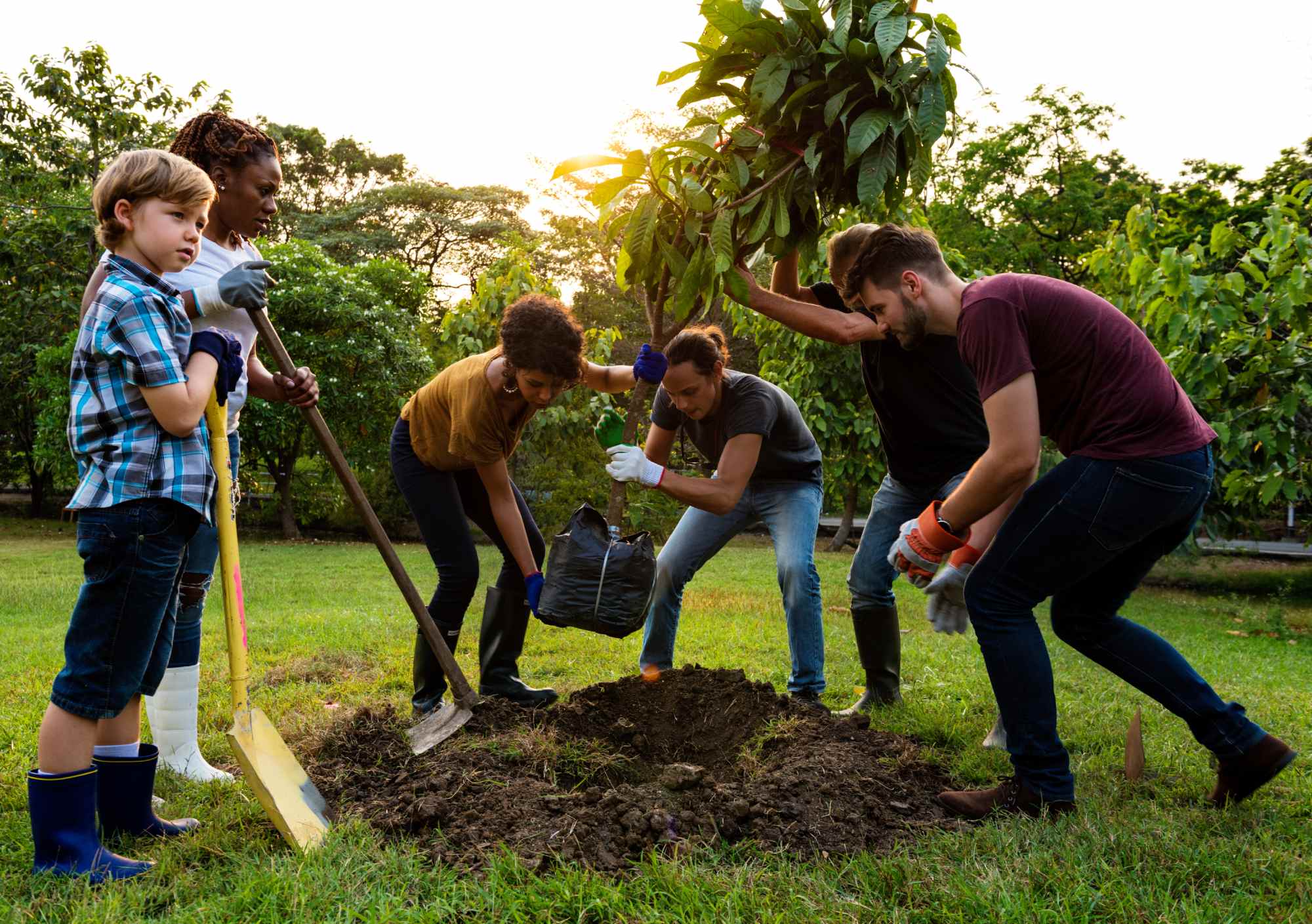 Large Tree Planting services — Tree Planting CO