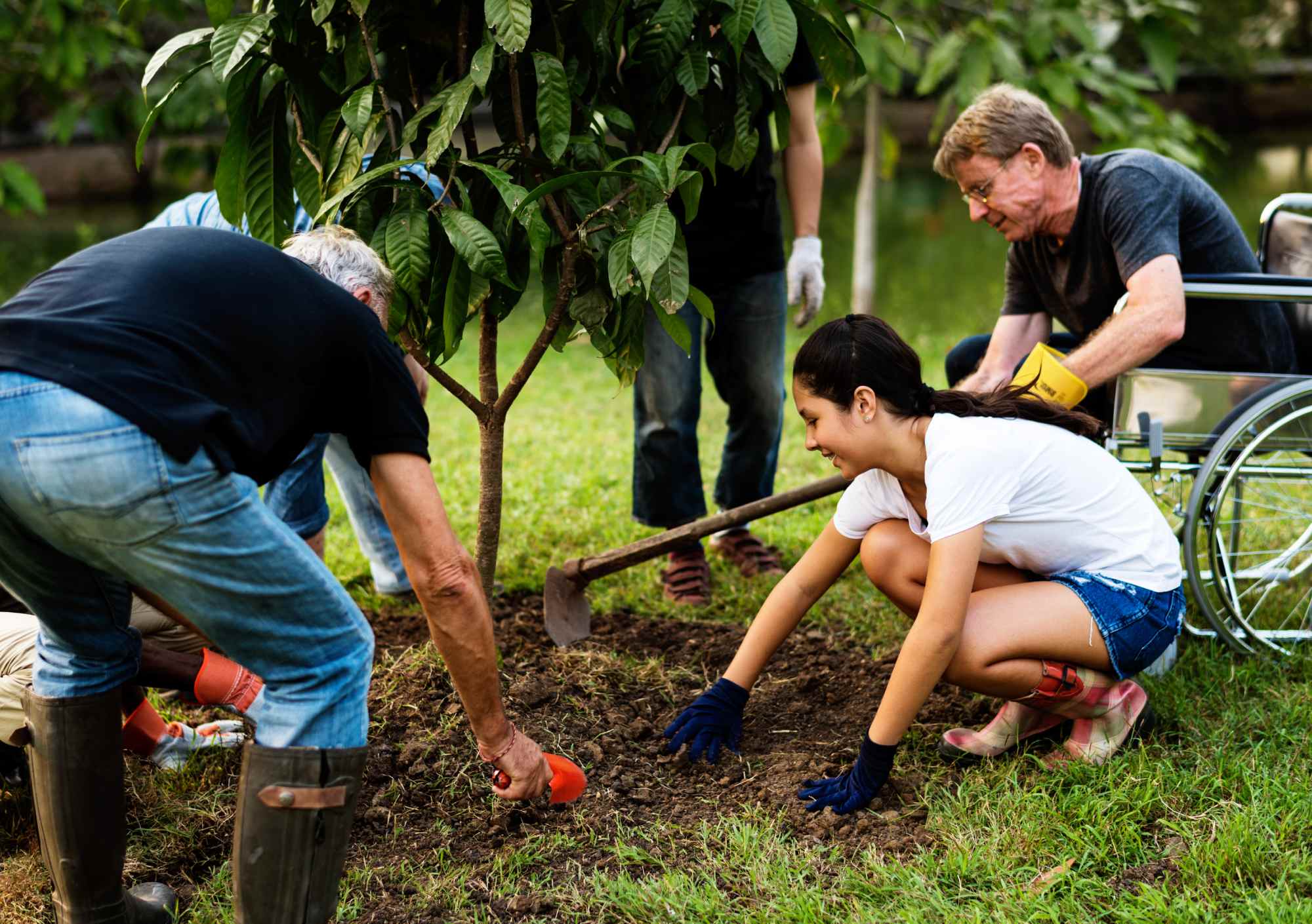 Large Tree Planting services — Tree Planting CO