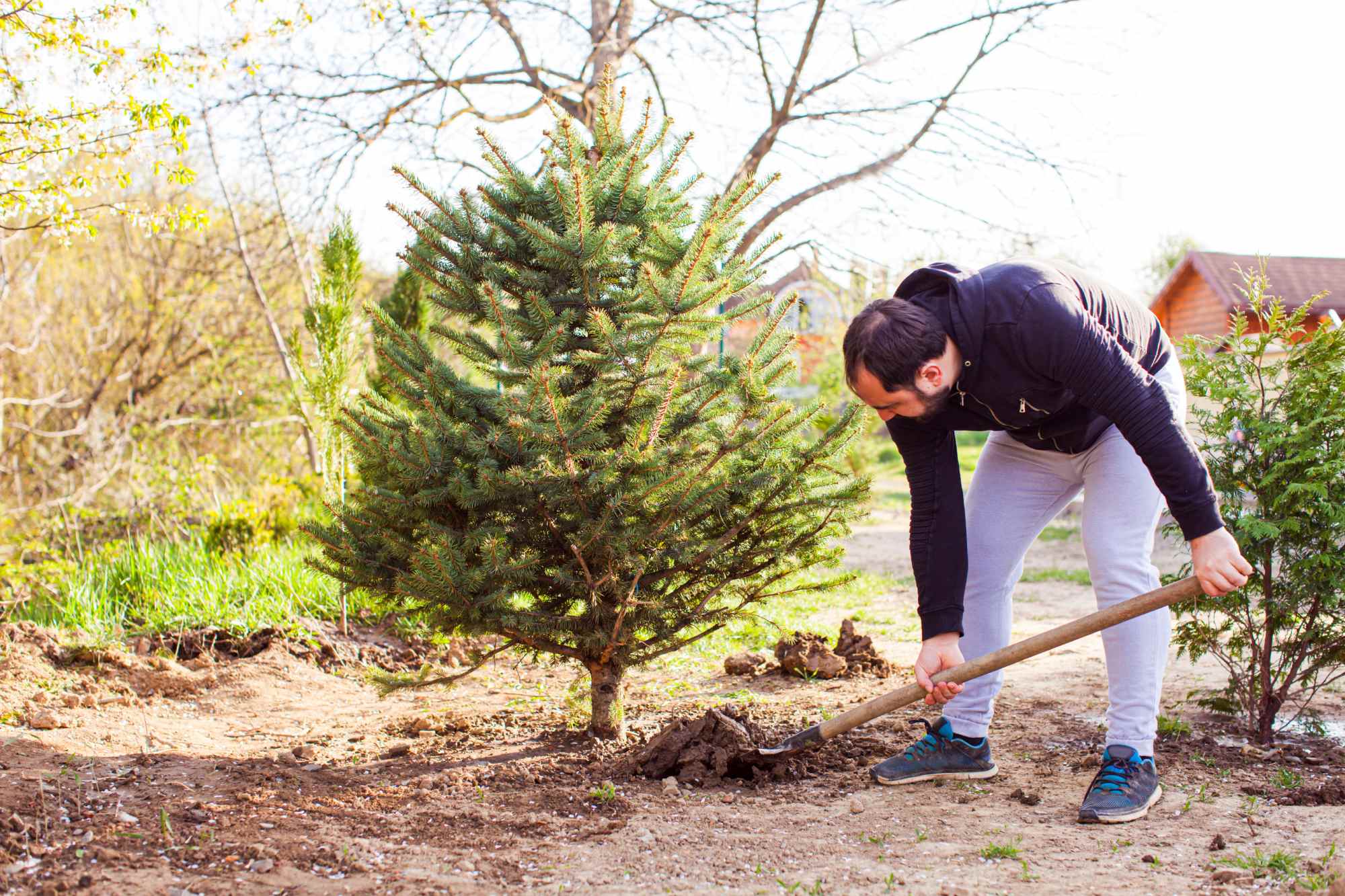 Machine tree planting project