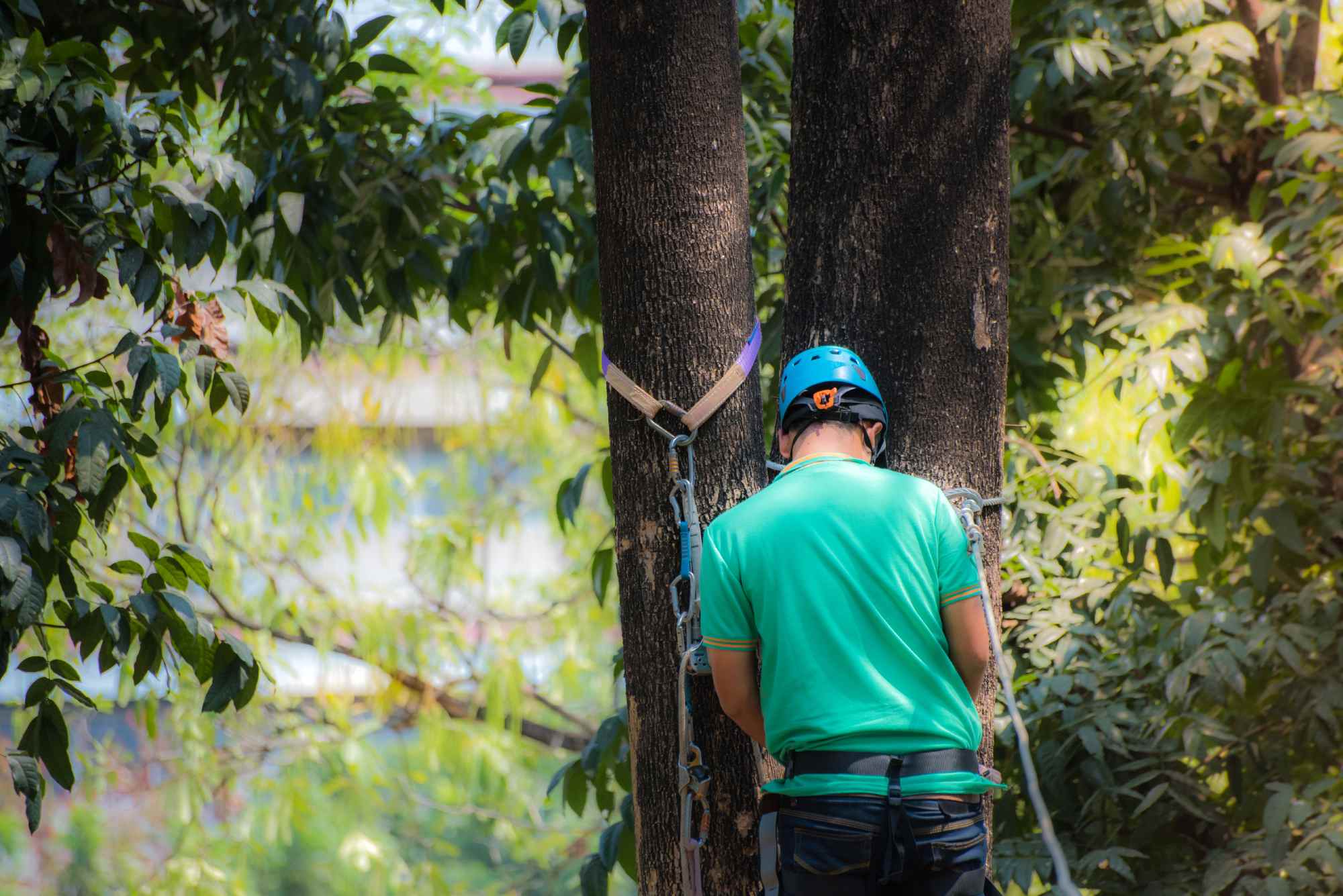Tree Maintenance services — Tree Planting CO