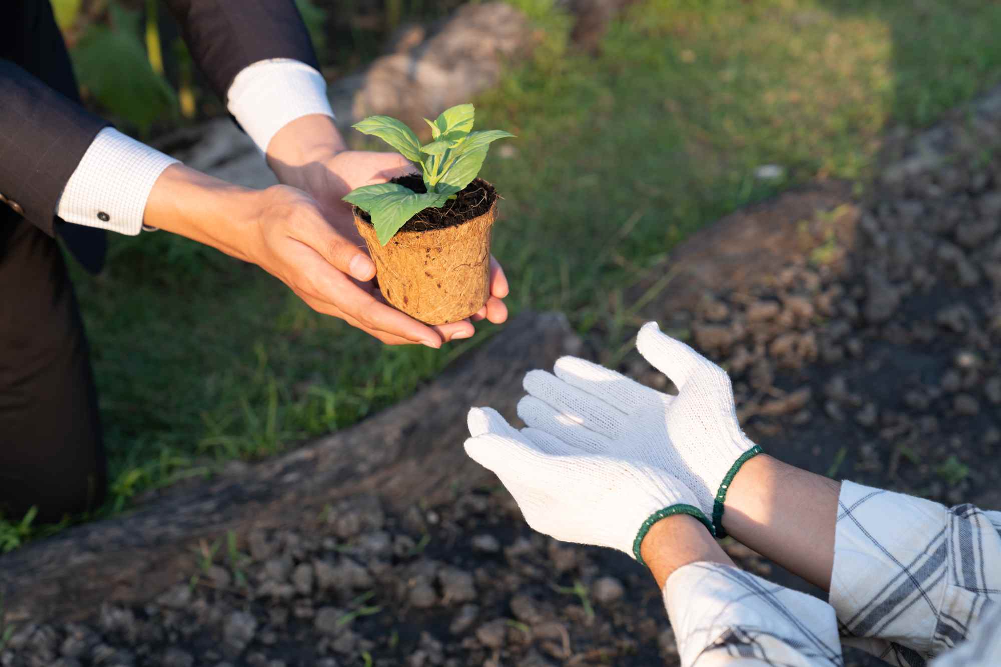 Manual Planting services — Tree Planting CO
