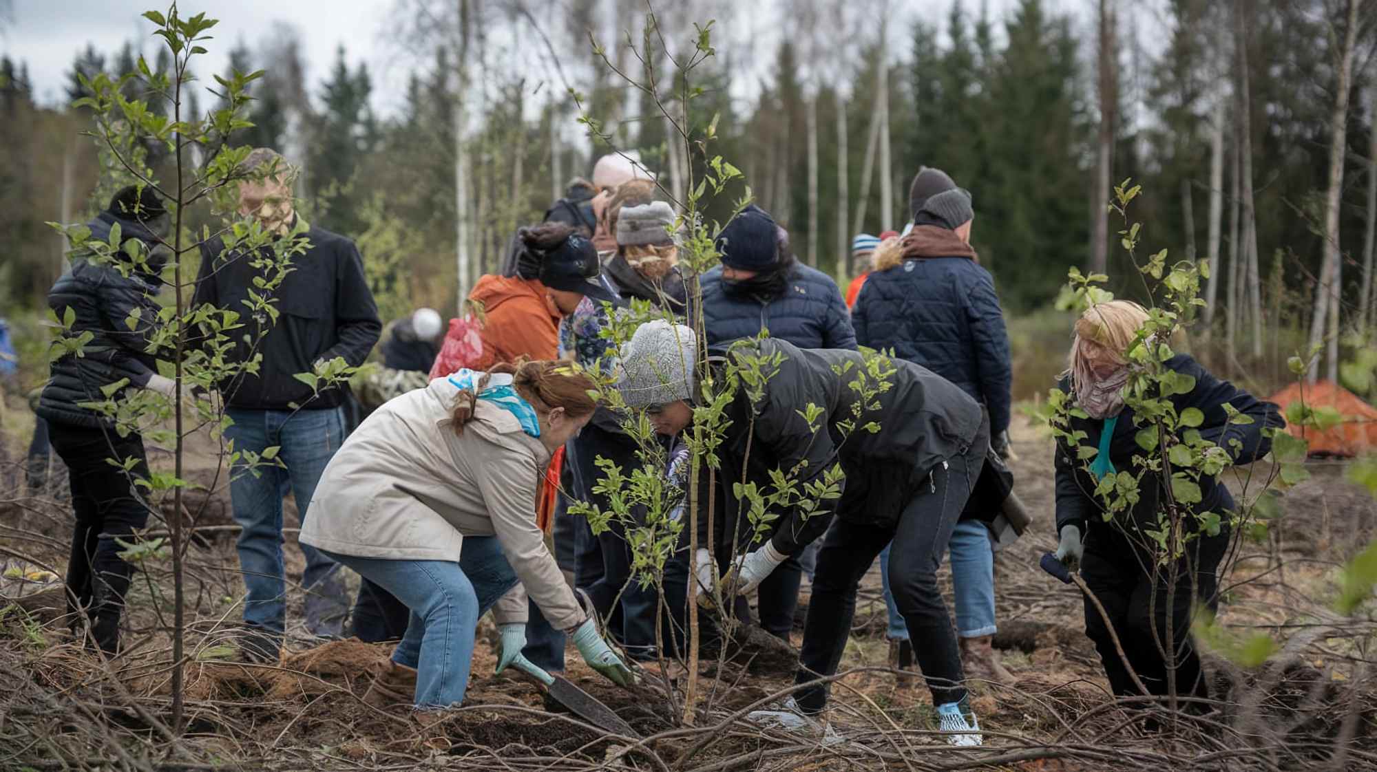 Machine tree planting project